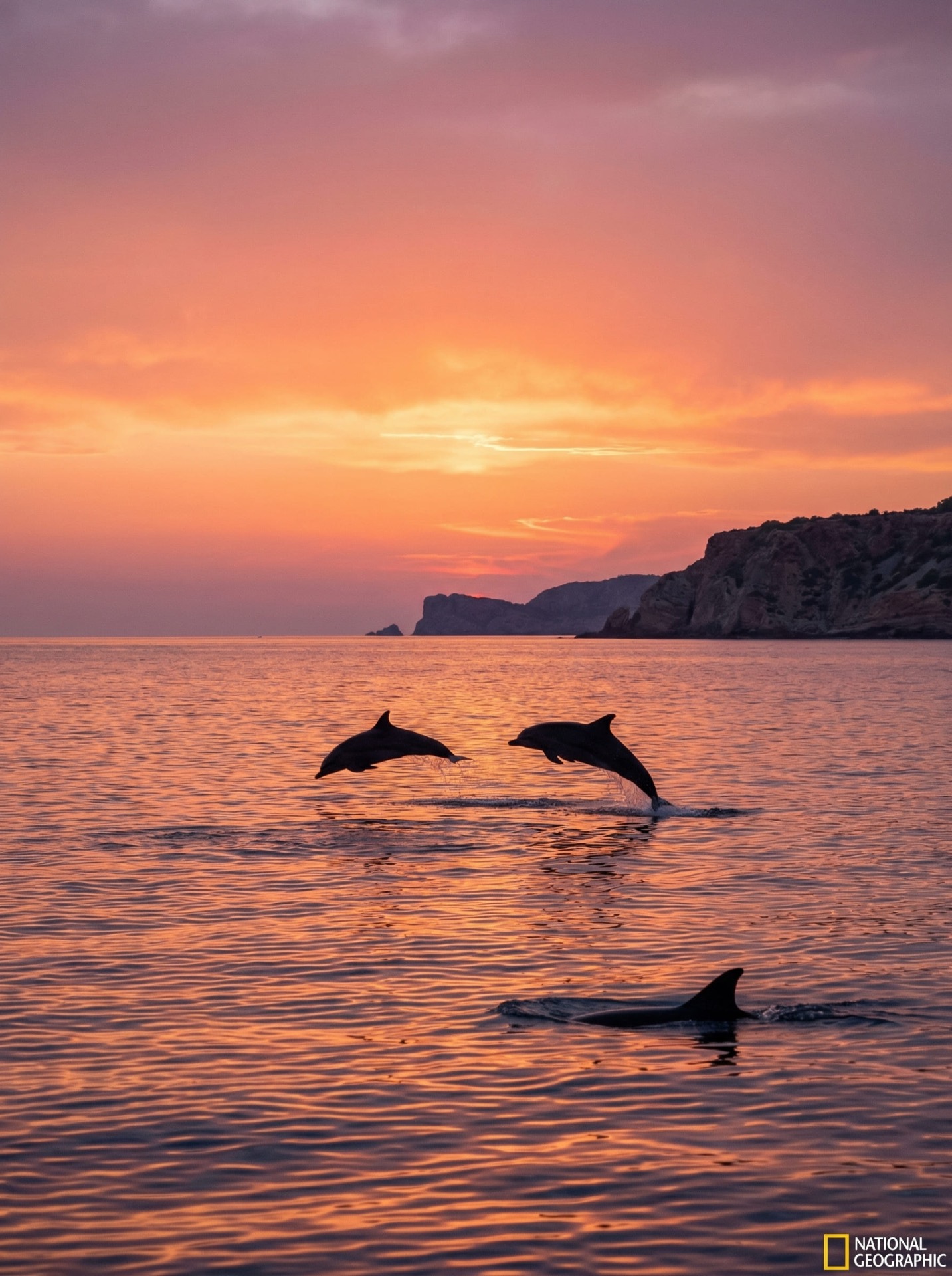 Cuando los delfines bailan al atardecer